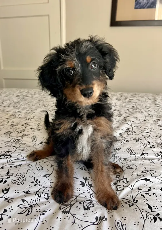 Bruno – Poodle - Miniature , Miniature Aussiedoodle puppy for sale in Los Angeles, CA