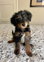 Bruno, a male Poodle - Miniature  and Miniature Aussiedoodle for sale in Los Angeles, CA – 1 of 2