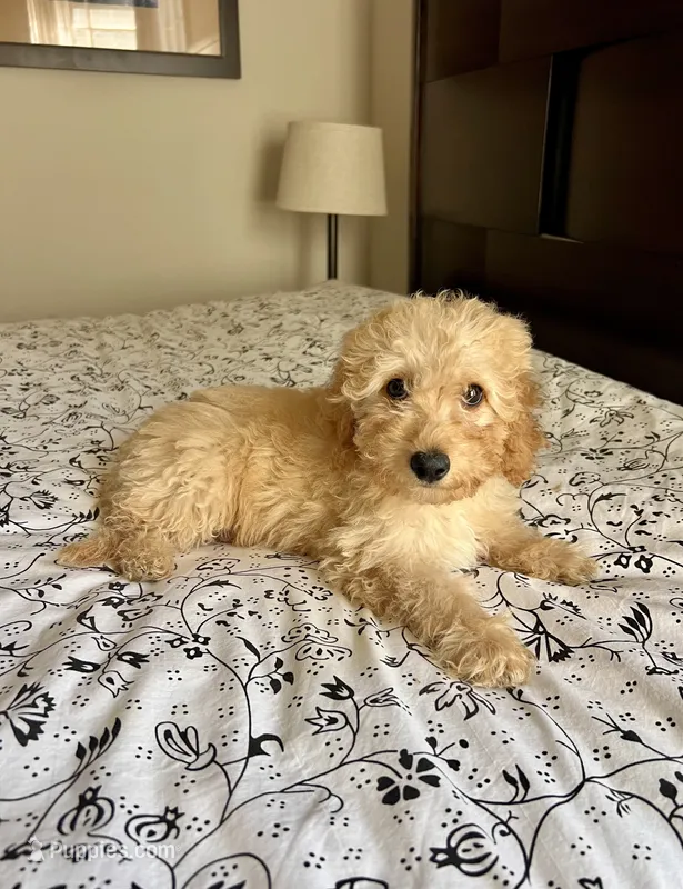 Prince  – Poodle - Miniature , Miniature Aussiedoodle puppy for sale in Los Angeles, CA