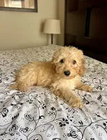 Prince , a male Poodle - Miniature  and Miniature Aussiedoodle for sale in Los Angeles, CA – 1 of 3