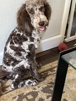 Jake, a male Poodle - Standard  for sale in Los Angeles, CA – Photo 5 of 5