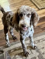 Jake, a male Poodle - Standard  for sale in Los Angeles, CA – Photo 3 of 5