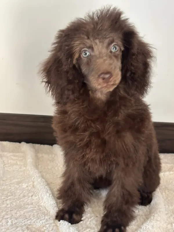 Kisses – Poodle - Miniature  puppy for sale in Los Angeles, CA