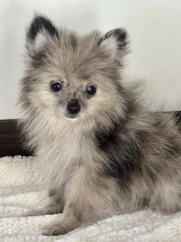 Pearl – Pomeranian puppy for sale in Los Angeles, CA