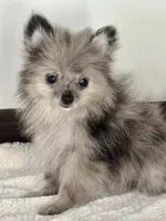 Pearl, a female Pomeranian for sale in Los Angeles, CA – 1 of 1