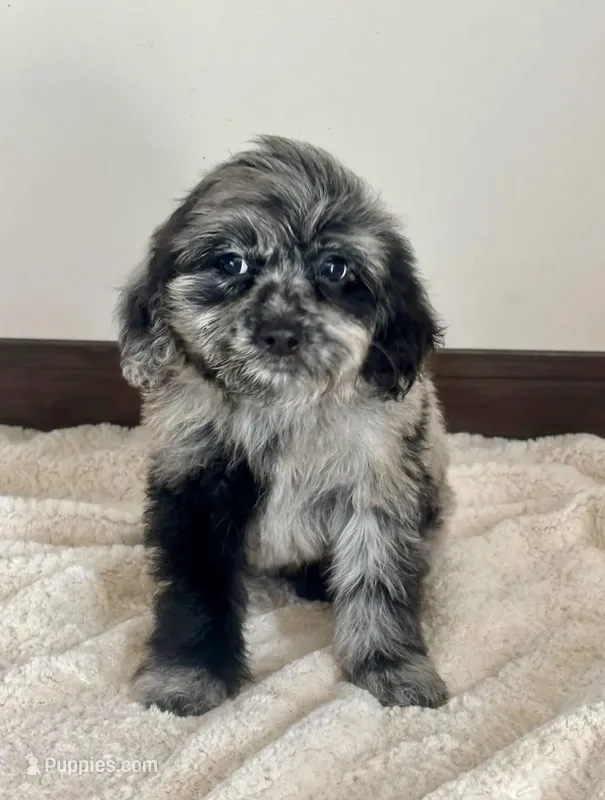 Zeus – Miniature Goldendoodle puppy for sale in Los Angeles, CA