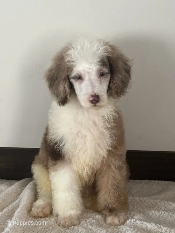Mohawk – Poodle - Miniature  puppy for sale in Los Angeles, CA