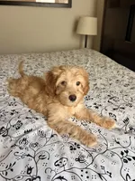 Jessica, a female Poodle - Miniature  and Miniature Aussiedoodle for sale in Los Angeles, CA – 3 of 3