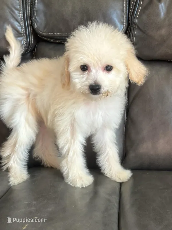 Lizzy – Miniature Goldendoodle puppy for sale in Los Angeles, CA