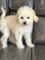 Lizzy, a female Miniature Goldendoodle for sale in Los Angeles, CA – 1 of 1