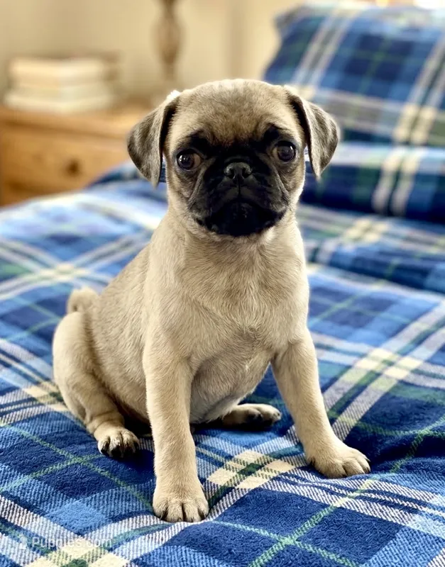 Puggles – French Bulldog, Pug puppy for sale in Santa Clarita, CA