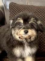 Magnus, a male Maltipoo for sale in Santa Clarita, CA – 2 of 2