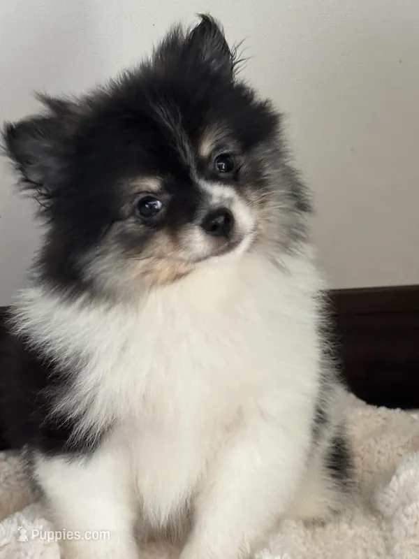 Cookie – Pomeranian puppy for sale in Los Angeles, CA