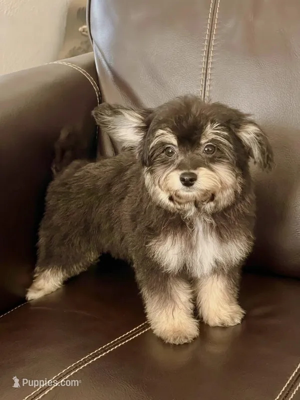 Magnus – Maltipoo puppy for sale in Santa Clarita, CA