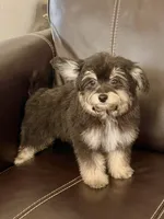 Magnus, a male Maltipoo for sale in Santa Clarita, CA – 1 of 2