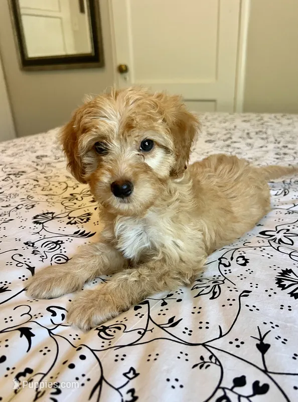 Jessica – Poodle - Miniature , Miniature Aussiedoodle puppy for sale in Los Angeles, CA