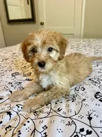 Jessica, a female Poodle - Miniature  and Miniature Aussiedoodle for sale in Los Angeles, CA – 1 of 1