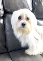 Rex, a male Maltese for sale in Los Angeles, CA – 3 of 3