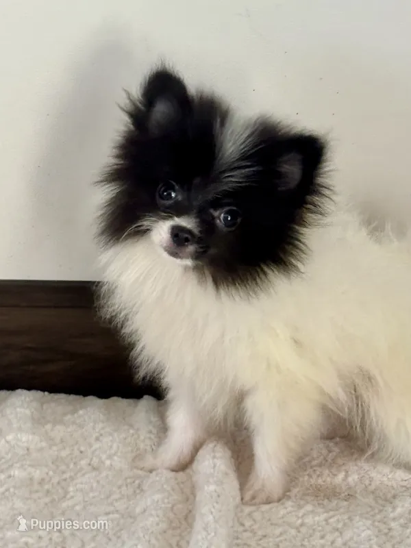Checkers – Pomeranian puppy for sale in Los Angeles, CA