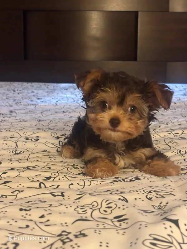 Nova – Yorkipoo puppy for sale in Los Angeles, CA