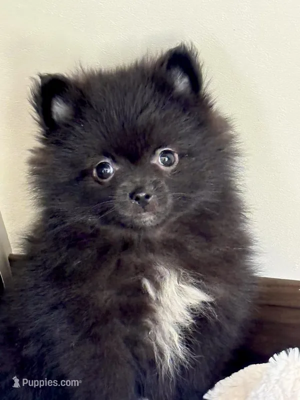 Todd – Pomeranian puppy for sale in Los Angeles, CA