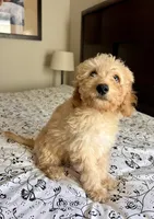 Prince , a male Poodle - Miniature  and Miniature Aussiedoodle for sale in Los Angeles, CA – 2 of 3