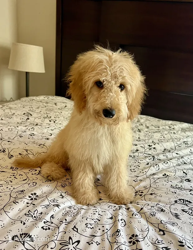 Prince  – Poodle - Miniature , Miniature Aussiedoodle puppy for sale in Los Angeles, CA