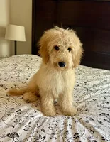 Prince , a male Poodle - Miniature  and Miniature Aussiedoodle for sale in Los Angeles, CA – 2 of 4