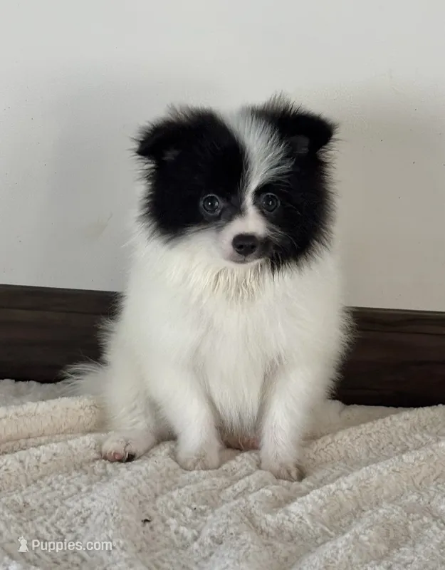 Domino – Pomeranian puppy for sale in Los Angeles, CA