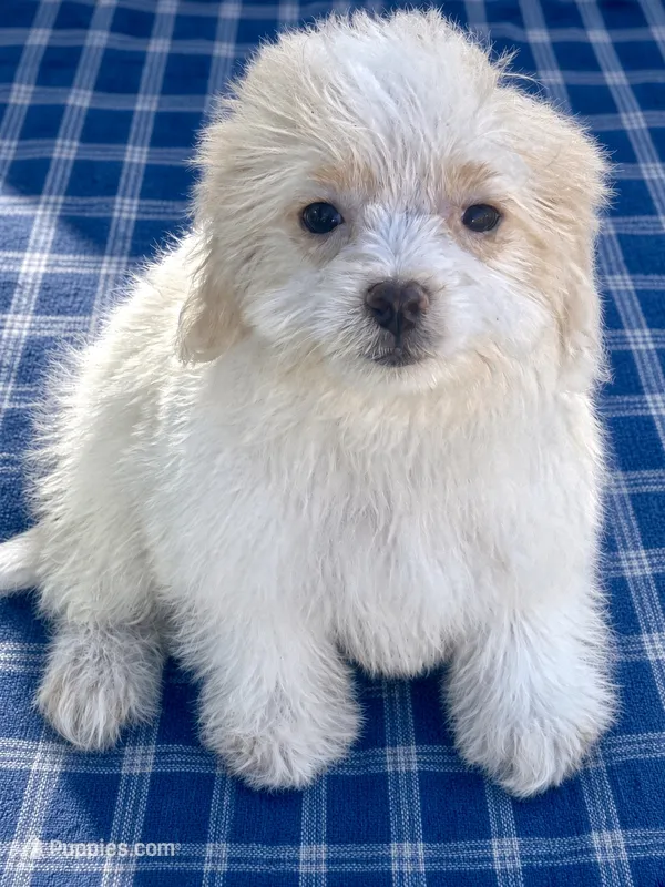 Scoobie  – Maltipoo puppy for sale in Santa Clarita, CA