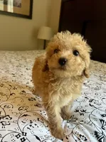Casey, a female Poodle - Miniature  and Miniature Aussiedoodle for sale in Los Angeles, CA – 2 of 2
