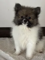 Dagger, a male Pomeranian for sale in Los Angeles, CA – 2 of 2