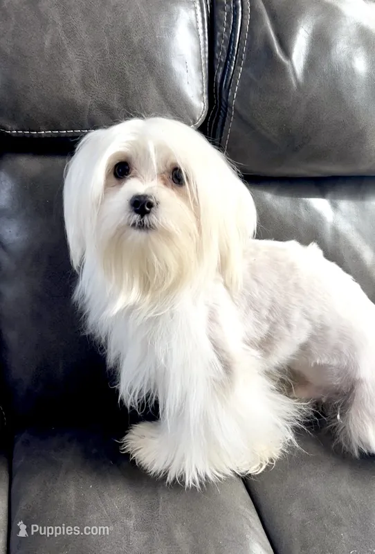 Rex – Maltese puppy for sale in Los Angeles, CA
