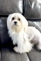 Rex, a male Maltese for sale in Los Angeles, CA – 1 of 3