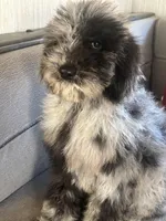 Gemma, a female Poodle - Standard  for sale in Los Angeles, CA – Photo 2 of 2