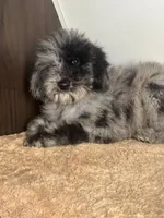 Gemma, a female Poodle - Standard  for sale in Los Angeles, CA – Photo 1 of 2