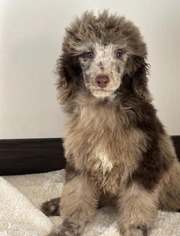 Nestle  – Poodle - Miniature  puppy for sale in Los Angeles, CA
