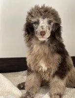 Nestle , a female Poodle - Miniature  for sale in Los Angeles, CA – 1 of 1