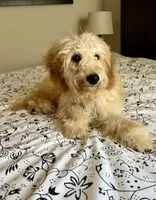 Prince , a male Poodle - Miniature  and Miniature Aussiedoodle for sale in Los Angeles, CA – 4 of 4