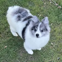 Willow, a female Pomeranian for sale in Los Angeles, CA – Photo 2 of 2