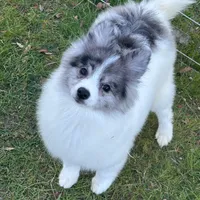 Willow, a female Pomeranian for sale in Los Angeles, CA – Photo 1 of 2