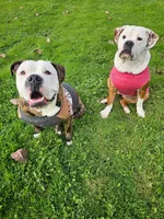 Trudy, a female English Bulldog for sale in West Salem, OH – 10 of 10