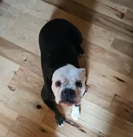 Trudy, a female English Bulldog for sale in West Salem, OH – 3 of 10