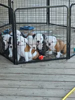 Trudy, a female English Bulldog for sale in West Salem, OH – 9 of 10