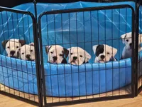 Trudy, a female English Bulldog for sale in West Salem, OH – 8 of 10
