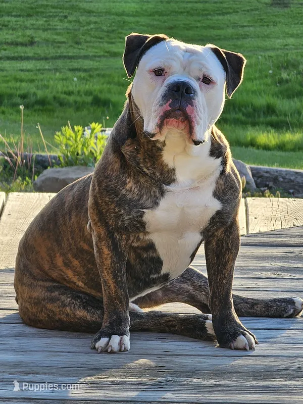 Manny – Olde English Bulldogge puppy for sale in West Salem, OH