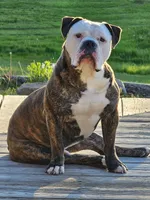 Manny, a male Olde English Bulldogge for sale in West Salem, OH – 1 of 1