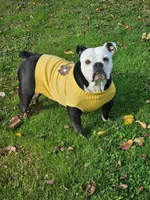 Trudy, a female English Bulldog for sale in West Salem, OH – 2 of 10