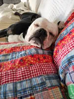 Trudy, a female English Bulldog for sale in West Salem, OH – 6 of 10