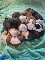 Trudy, a female English Bulldog for sale in West Salem, OH – 7 of 10